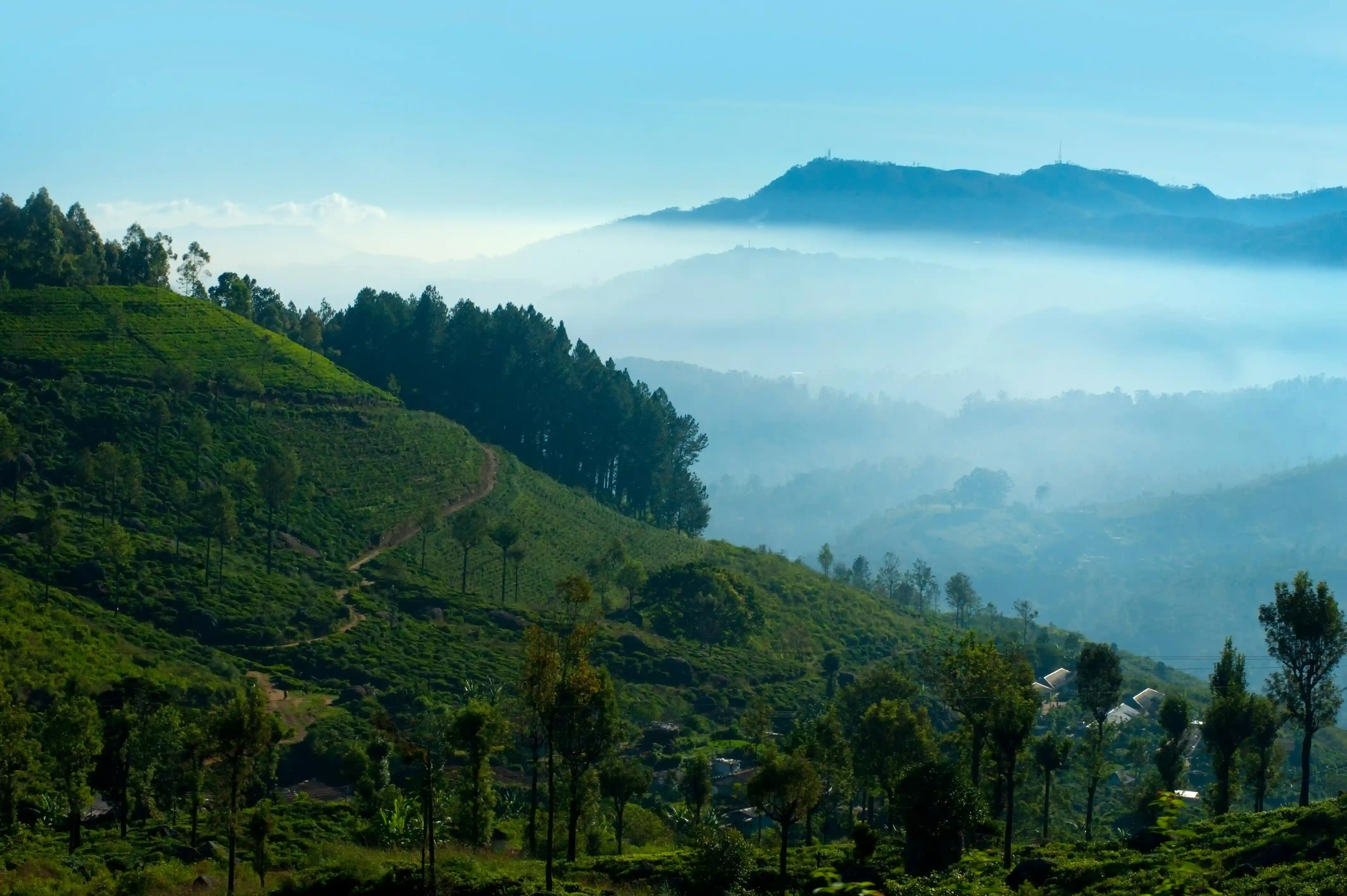 Nuwara Eliya Tea Plantations